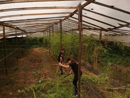 Marihuana de alto poder narcótico, producida en Mar del Plata por una banda encabezada por un policía