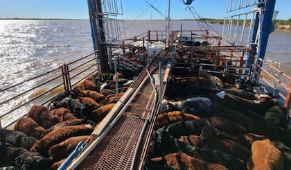 Mario Capozzolo, de la zona santafecina de Reconquista y Malabrigo contó: “La mayoría de los isleños está sacando la hacienda cuando van pudiendo, a medida que le van dando las chatas de carga y ya la están llevando a todo lo que es la zona de altura en los campos cerca de Reconquista”