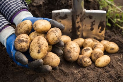 Mario Raiteri, consejero de Coninagro, advirtió que los ingresos actuales no alcanzan para recuperar la inversión inicial, que oscila entre 7000 y 9000 dólares por hectárea