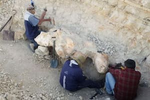 Descubrió el animal más pesado que habitó el planeta y ahora halló una nueva especie marina en el desierto