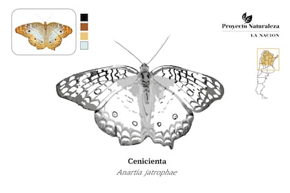 Mariposa Cenicienta