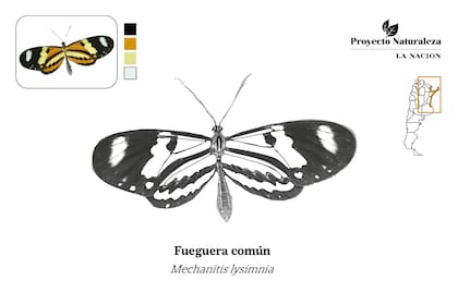 Mariposa fueguera