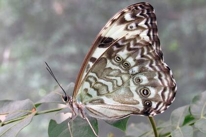 Mariposa bandera argentina