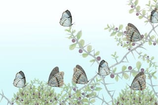 Bandera Argentina: ¿la mariposa nacional?