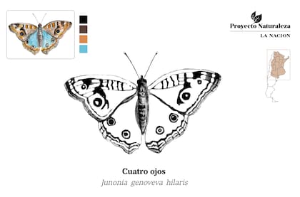 Mariposa Cuatro ojos o Pavo real