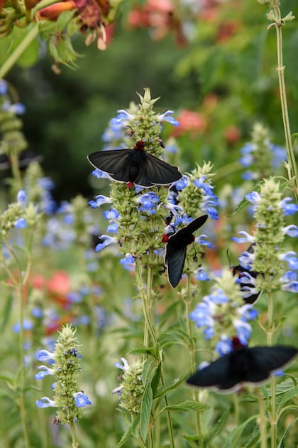 Mariposa diablito (Pyrrhopyge charybdis) sobre inflorescencias de salvia celeste (Salvia uliginosa).