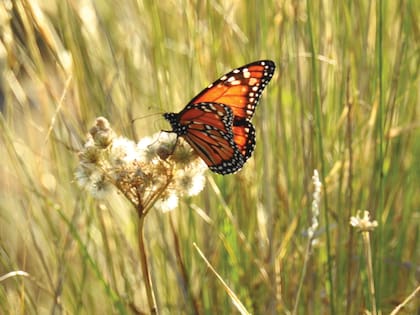 Mariposa monarca (Danaus erippus), de color naranja, con nervaduras y una franja oblicua negra en el ápice del ala anterior, con puntos amarillentos.