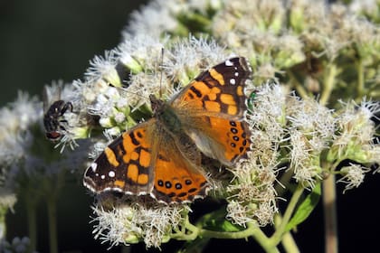 Mariposa monarca. Sus orugas devoran las Asclepias curassavica, que pueden ser reemplazadas por Oxipetalum solanoides.