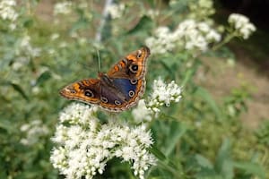 Por qué Buenos Aires se llenó de mariposas