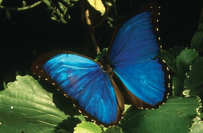 Mariposas de todos los tamaños y colores.