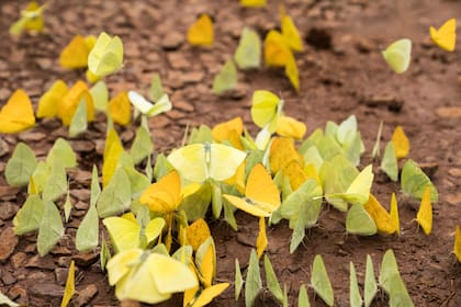 Mariposas limonadas sobre tierra colorada.