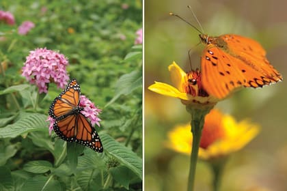Mariposas monarca y espejito, dos de las que visitan el Jardín Botánico Carlos Thays.
