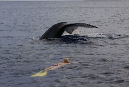 Marisa Bianco nadando entre ballenas