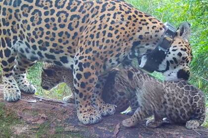 Mariua con sus dos cachorros