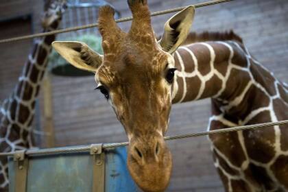 Marius, la jirafa sacrificada