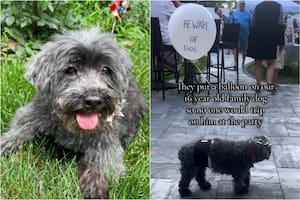Marley, el perro de 16 años que conmovió a todos en un video viral