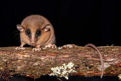 Marmosa Chachapoya, la nueva especie de marsupial descubierta en Perú