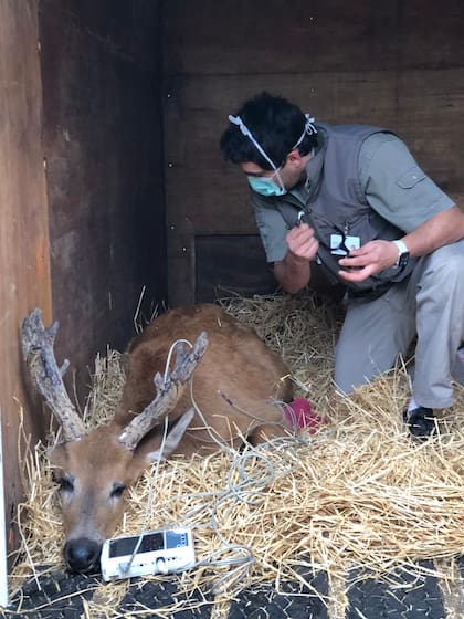Martín Gaubeca, especialista en rescate de un ciervo muy particular