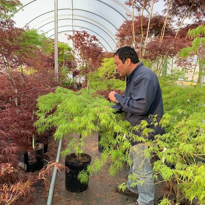 Martín Sasaki. En su vivero se especializa en rhododendros y acers.