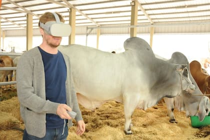 Martínez Taylor junto a un ejemplar de la raza Brahman