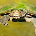 La odisea de la tortuga que desova a 2.000 kilómetros para volver a donde nació
