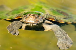 La odisea de la tortuga que desova a 2.000 kilómetros para volver a donde nació