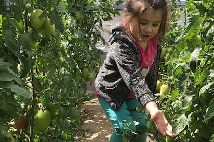 Más allá de la calidad y el sabor que ofrecen los productos cultivados de manera orgánica, tener una huerta en casa es una excelente forma de conectar con la naturaleza y compartir el tiempo en familia.