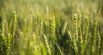 Más allá de los materiales usados, el productor considera que “llovió bien y en el momento justo”. Otra clave es que realizó la fertilización nitrogenada justo antes de las precipitaciones