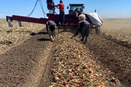 Más allá de los volúmenes de exportación, lo más preocupante es el impacto económico de esta campaña. Según dijeron, “esta campaña fue mala en términos económicos para todos los eslabones de la cadena cebollera”