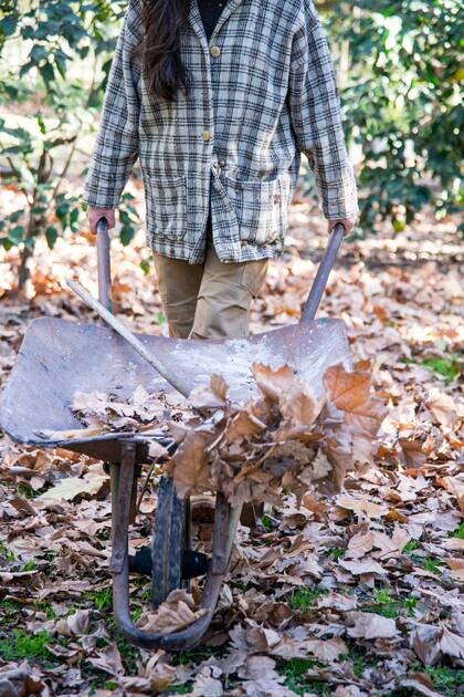 Más allá del barrido y las bolsas, las hojas caídas son aliadas silenciosas del ecosistema urbano