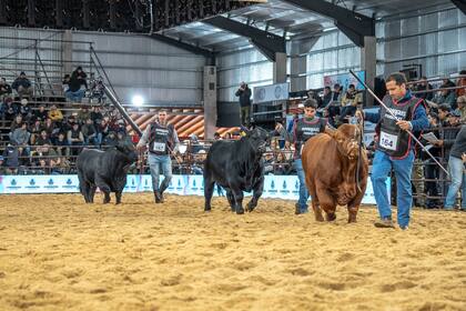 Más de 175 cabañas de todo el país participaron de una exposición que combinó genética, remates y formación de jóvenes