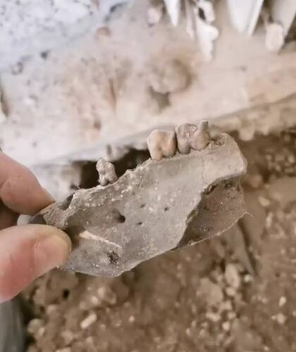 Más de 20 huesos fueron encontrados en la excavación (Foto: SWNS)
