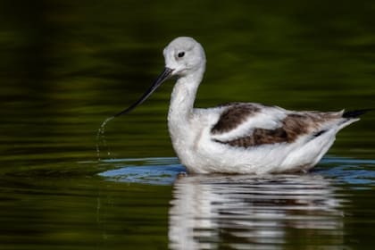 Más de 50 organizaciones participaron en conteos y estudios de hábitat a lo largo de este corredor clave para millones de aves migratorias