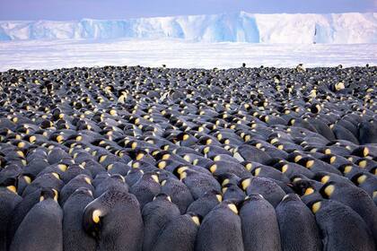 Más de 5.000 pingüinos emperador se congregan en Antártica en esta foto del alemán Stefan Christmann
