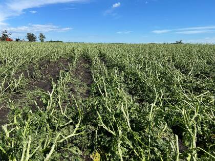 Más de 600 hectáreas arrasadas en el establecimiento de Vigil