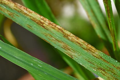 Más de la mitad de quienes toman decisiones sanitarias en trigo y cebada reconocen que algo está cambiando: los fungicidas controlan menos que antes