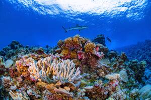 La mayor crisis mundial de corales ocurrirá en pocas semanas, cuál es el temor de los científicos