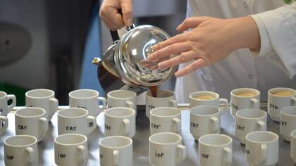 Más del 80% de los miembros de un panel de degustadores no pudieron distinguir entre Stenophylla y el café más popular del mundo, Arábica