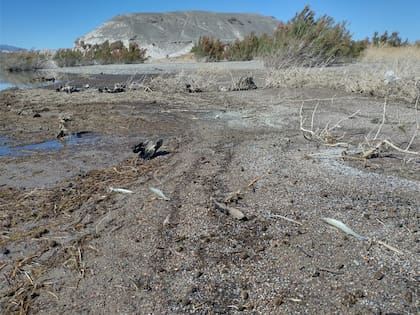 Más ejemplares muertos en la ribera
