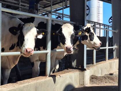 Efecto: según un informe del INTA, la reducción de retenciones encarece la producción de leche 3 Más gasto en alimento y alquiler