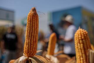 Hay más híbridos a la altura de los desafíos que presentan las siembras tardías