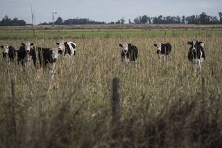 Forrajeras. Hay condiciones óptimas para la fertilización
