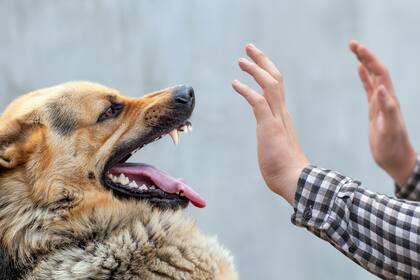 Más que adrenalina. Una hormona que segregan los huesos, necesaria para activar la respuesta de lucha o huida