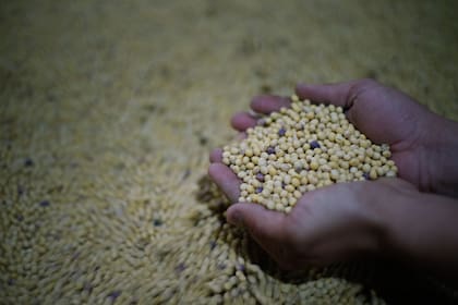 En ese sentido, marcaron una diferencia clave en el modelo regulatorio. “Hablemos claro, Brasil adhiere a UPOV 78 (permite el uso propio) y no tiene Derechos de Exportación”, afirmaron