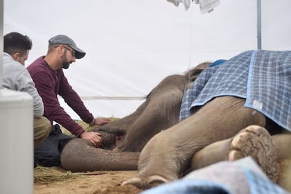 Más temprano, el director del Santuario de Elefantes de Brasil, Scott Blais había dicho que Pelusa estaba en la etapa final de su vida