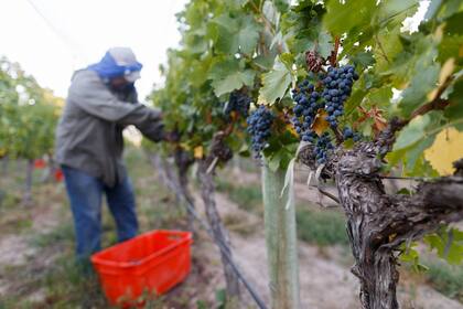 Más volumen y excelente calidad. Así describen la vendimia 2018 referentes del sector bodeguero argentino