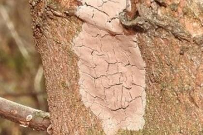 Masa de huevos de SFL. (Lawrence Barringer, Pennsylvania Department of
Agriculture, Bugwood.org)