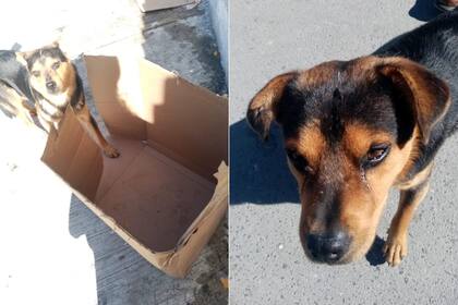 Covito duerme sobre un pedazo de cartón para protegerse del frío