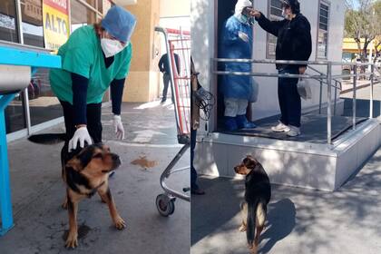 Covito permanece afuera del sanatorio aguardando la salida de su dueño
