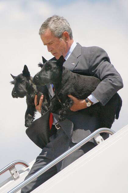 Durante su mandato, George Bush tuvo tres perros, entre ellos los dos terrier escoceses que incluso llevó en el avión presidencial Air Force One